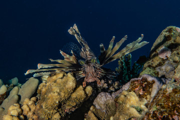 Lion fish in the Red Sea colorful fish, Eilat Israel