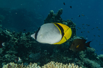 Fish swim in the Red Sea, colorful fish, Eilat Israel