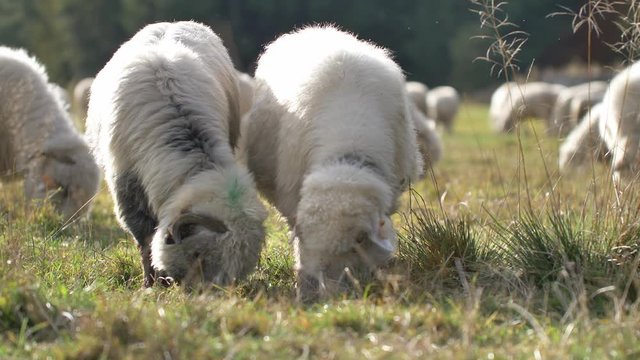 Sheeps graze grass on the green meadow. Natural sunlight.