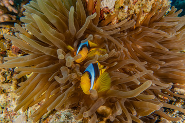 Coral reefs and water plants in the Red Sea, Eilat Israel