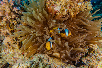 Coral reefs and water plants in the Red Sea, Eilat Israel