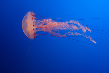 sea nettles
