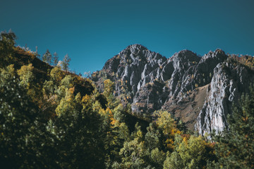 Dramatic autumn scenery with a mountain ridge in the background and a hillside overgrown with green and yellowed trees and native grasses in the foreground, Altai, Russia, selective focus