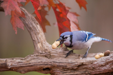 Blue jay in autumn