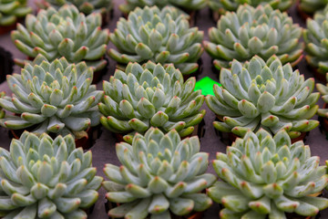 Green rosettes sempervivum succulent plant on flower small pot