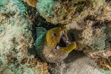 Moray eel Mooray lycodontis undulatus in the Red Sea, eilat israel