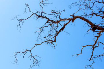 creepy tree