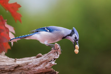Blue jay in autumn