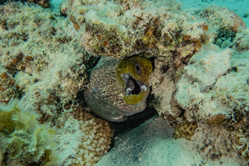Moray eel Mooray lycodontis undulatus in the Red Sea, eilat israel