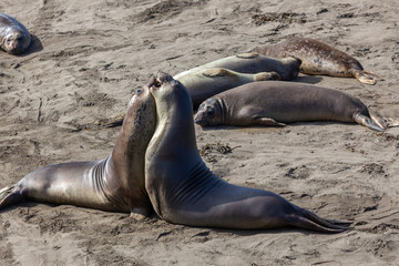 Naklejka premium seals