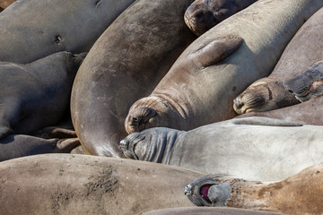 seals