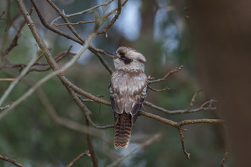 Kookaburra, NSW, Australia