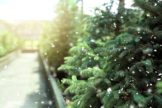 Beautiful coniferous trees for Christmas sale in greenhouse