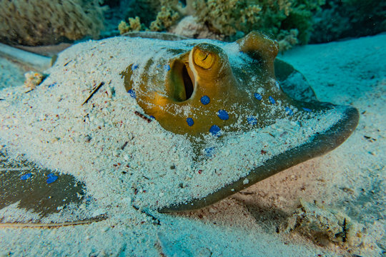 Blue Spotted Stingray On The Seabed  In The Red Sea