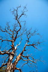 creepy tree