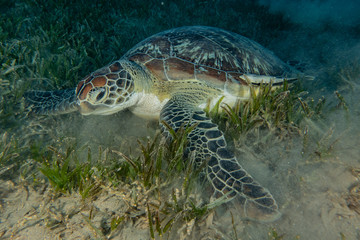 Fototapeta premium sea turtle in the Red Sea, dahab, blue lagoon sinai