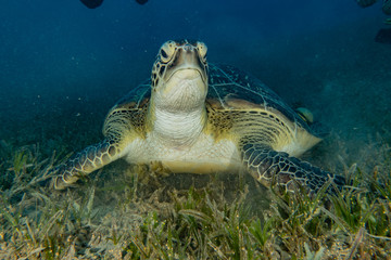 Obraz premium sea turtle in the Red Sea, dahab, blue lagoon sinai