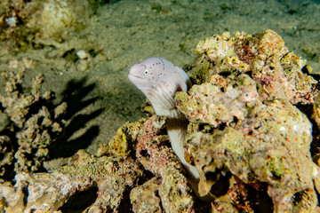 Moray eel Mooray lycodontis undulatus in the Red Sea, eilat israel
