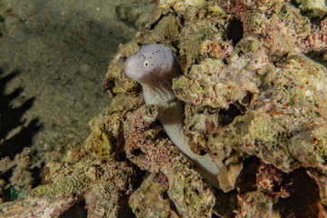 Moray eel Mooray lycodontis undulatus in the Red Sea, eilat israel