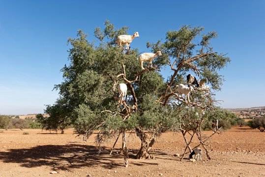 Marokko - Arganie (Ziegenbaum, Eisenbaum)
