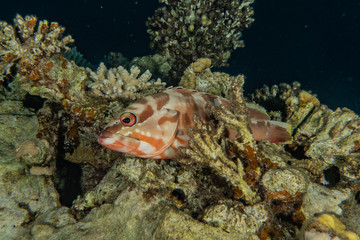 Fish swim in the Red Sea, colorful fish, Eilat Israel