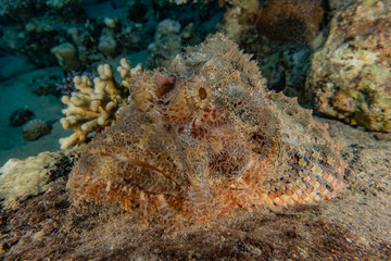 Fish swim in the Red Sea, colorful fish, Eilat Israel