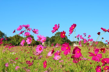 秋桜　畑　風景　秋　杤木