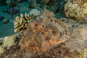 Fish swim in the Red Sea, colorful fish, Eilat Israel