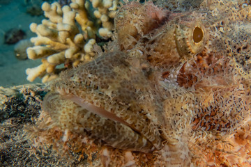 Fish swim in the Red Sea, colorful fish, Eilat Israel