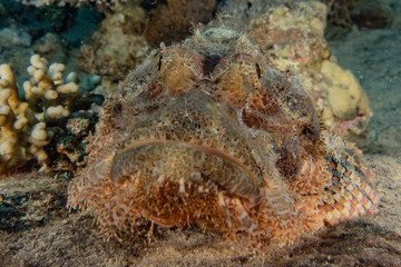 Fish swim in the Red Sea, colorful fish, Eilat Israel