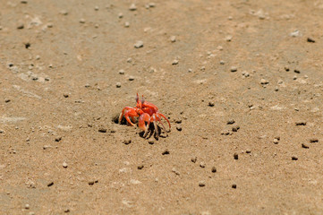 Cangrejo rojo en la playa