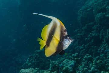 Fish swim in the Red Sea, colorful fish, Eilat Israel