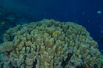 Naklejka na ściany i meble Coral reefs and water plants in the Red Sea, Eilat Israel