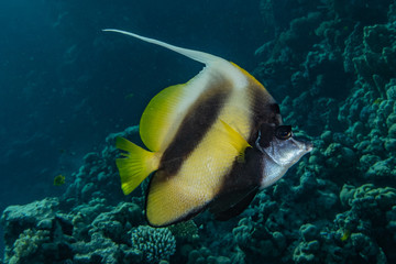Fish swim in the Red Sea, colorful fish, Eilat Israel