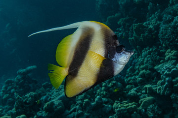 Fish swim in the Red Sea, colorful fish, Eilat Israel