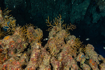 Coral reefs and water plants in the Red Sea, Eilat Israel