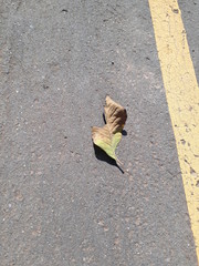 yellow leaf on asphalt