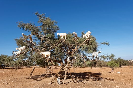 Marokko - Arganbaum