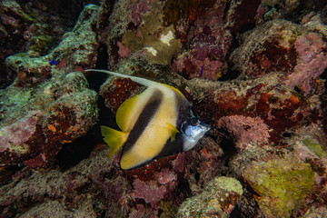 Fish swim in the Red Sea, colorful fish, Eilat Israel