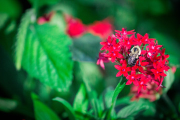 Bumble Bee on Pink Flowers in Garden 