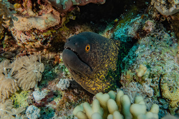 Moray eel Mooray lycodontis undulatus in the Red Sea, eilat israel