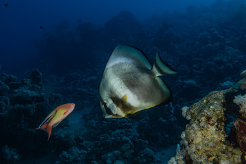 Fish swim in the Red Sea, colorful fish, Eilat Israel