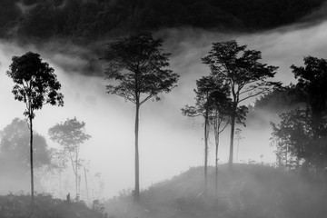 Obraz premium Amazing beautiful motion Mystic foggy forest during early morning at Sabah, Borneo 