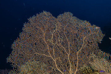 Coral reefs and water plants in the Red Sea, Eilat Israel