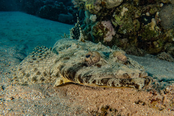 Fish swim in the Red Sea, colorful fish, Eilat Israel