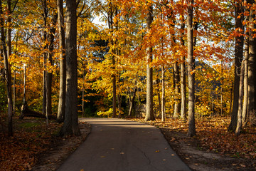 Colorful Fall Foliage Along a Beautiful Path Through the Woods