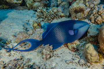 Fish swim in the Red Sea, colorful fish, Eilat Israel