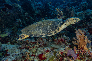 Fototapeta na wymiar sea turtle in the Red Sea, dahab, blue lagoon sinai