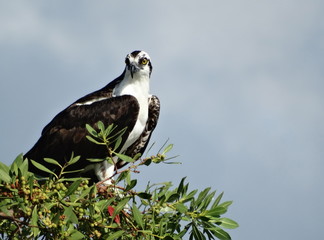 Perched Osprey #1