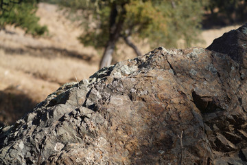 Crustose lichens growing on a rock in the woods